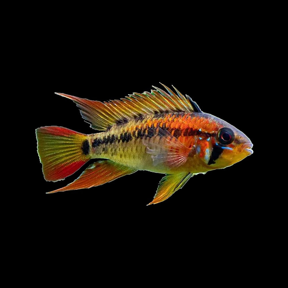 Apistogramma Macmasteri