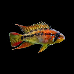 Apistogramma Macmasteri