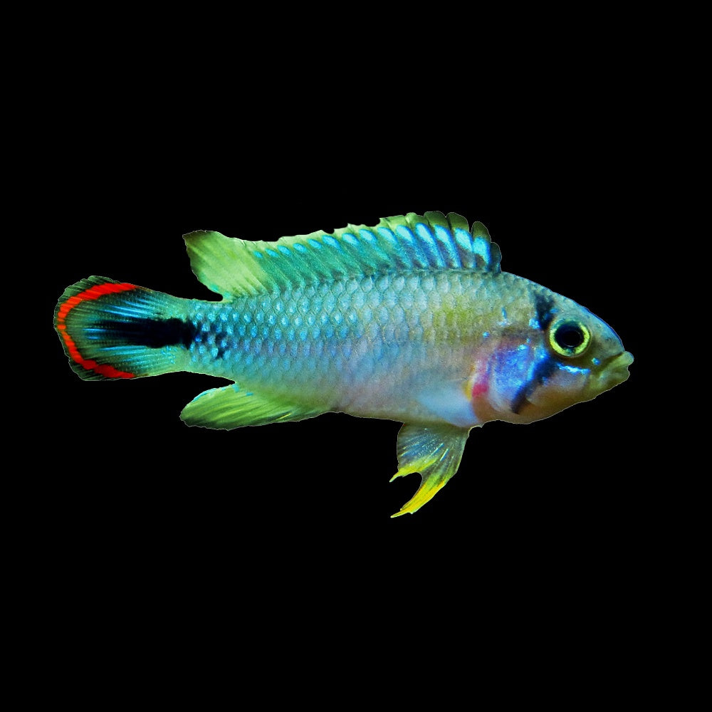 Apistogramma Panduro