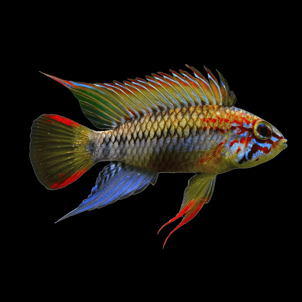 Apistogramma Viejita