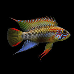 Apistogramma Viejita