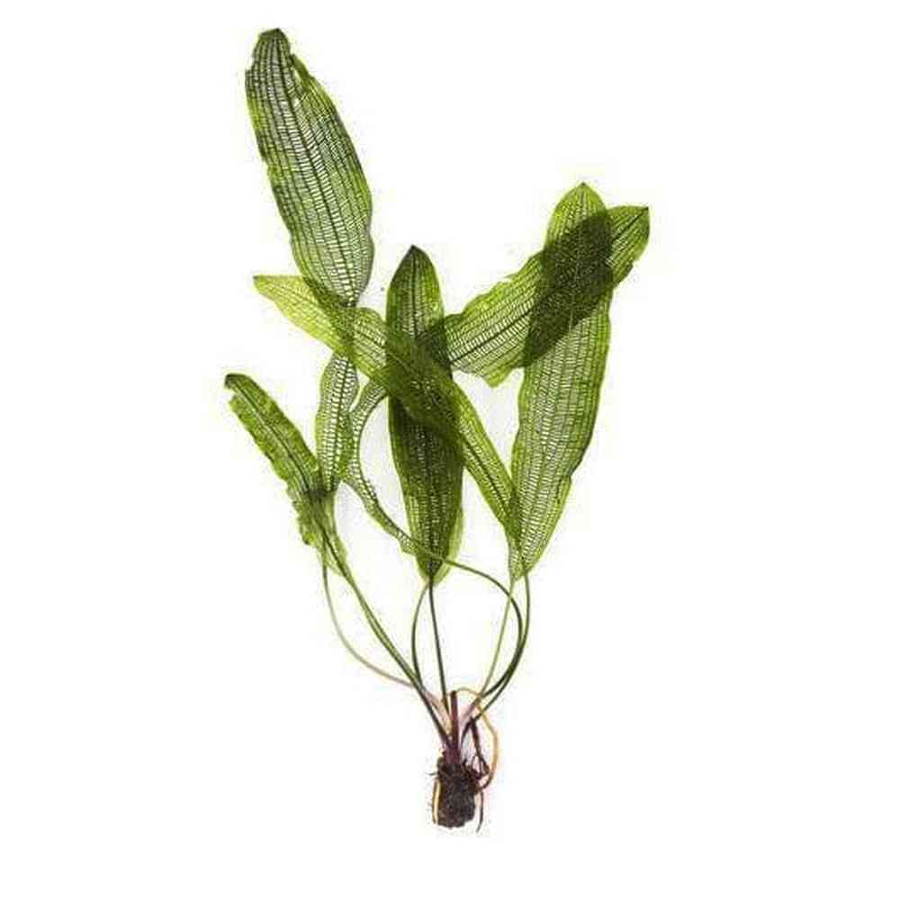 Aponogeton Henkelianus