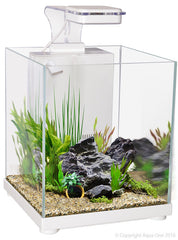Betta Sanctuary Glass Aquarium 10L (22.4x22.4x26.3cm) - White