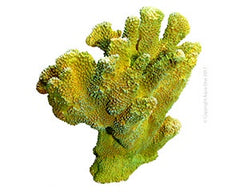 Aqua One Copi Coral Isopora 36827 aquarium ornament