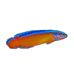 Arabian Dottyback (Pseudochromis Aldabraensis)