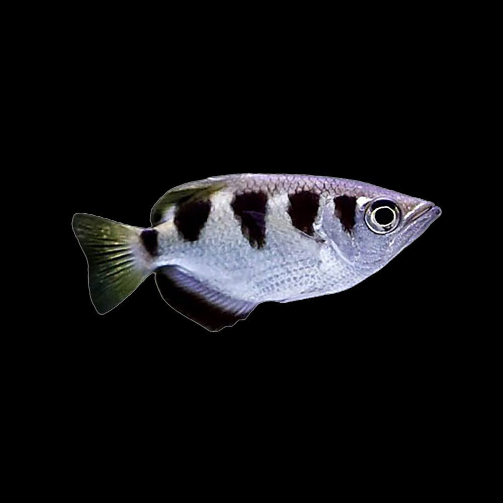 Archerfish (Toxotes Jaculatrix)