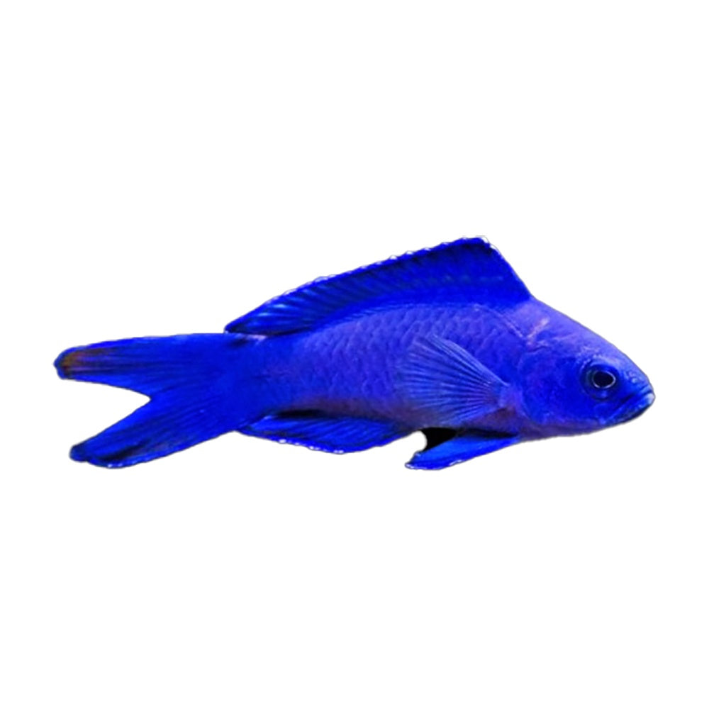 Assesor Blue (Assessor Macneilli)