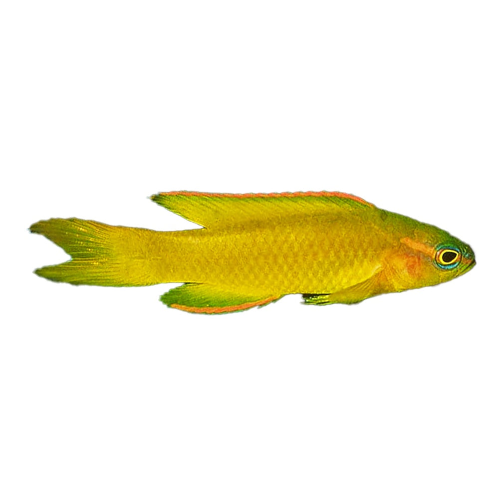 Assesor Yellow (Assessor Flavissimus)
