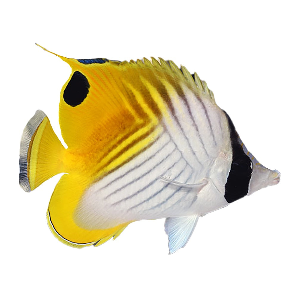Butterfly Threadfin (Chaetodon Auriga) - Available 4 June