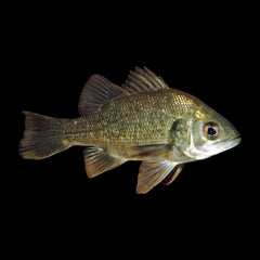 Bass Australian (Hypseleotris Compressa)