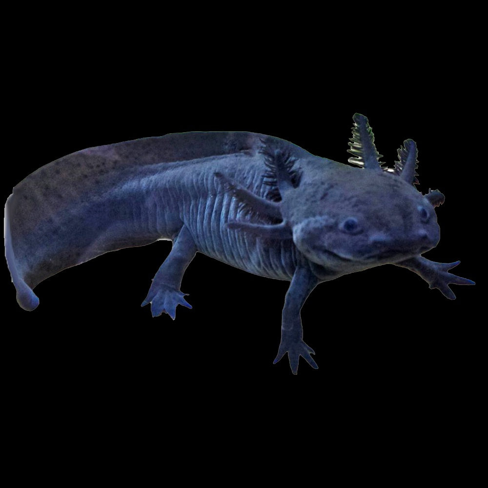 Axolotl Black (Ambystoma Mexicanum)