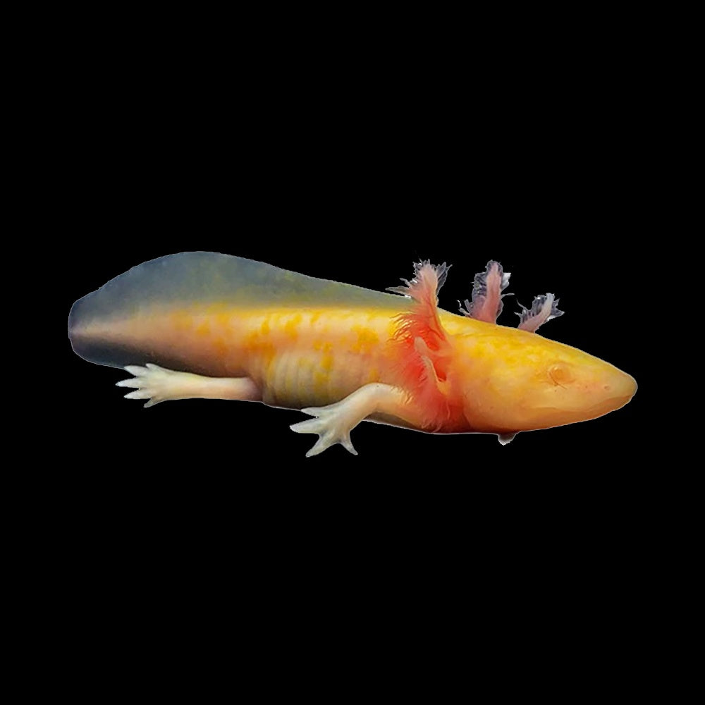 Axolotl Gold (Ambystoma Mexicanum)