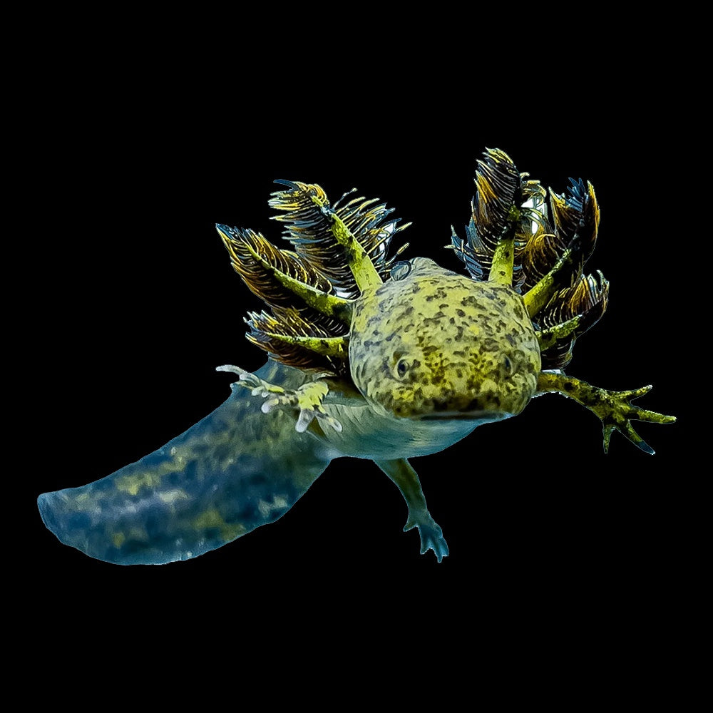 Axolotl Olive (Ambystoma Mexicanum)