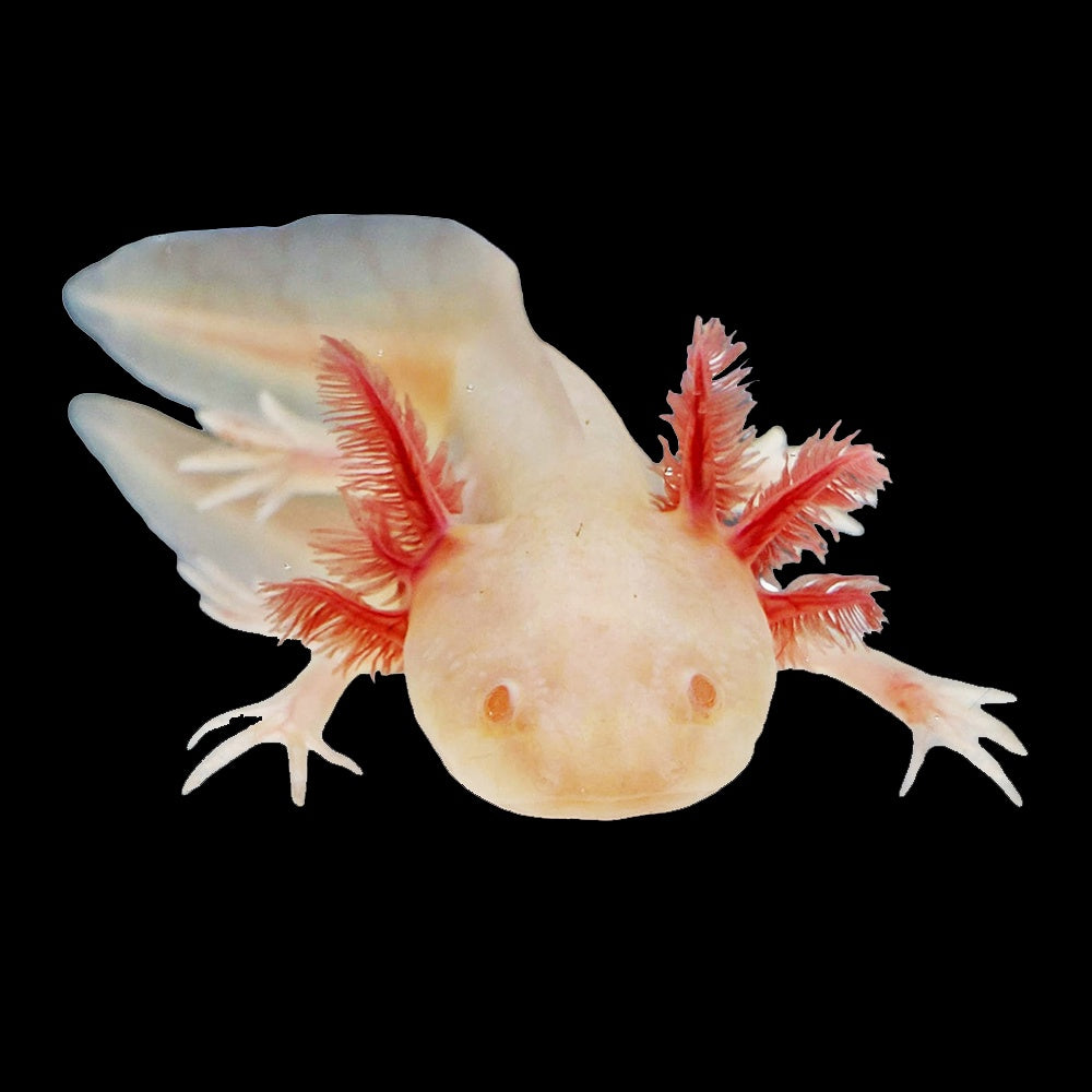 Axolotl Albino (Ambystoma Mexicanum)