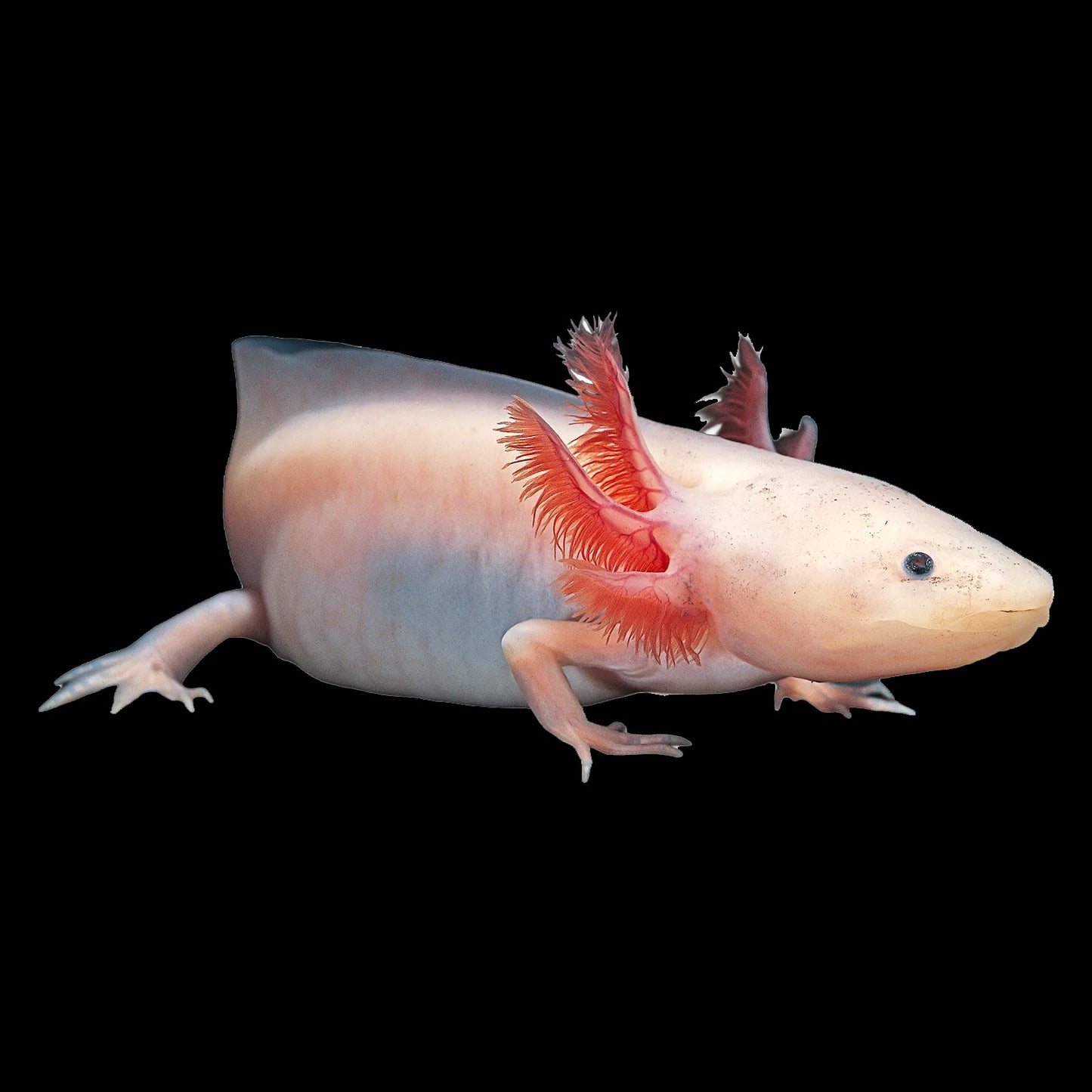 Axolotl White (Ambystoma Mexicanum)