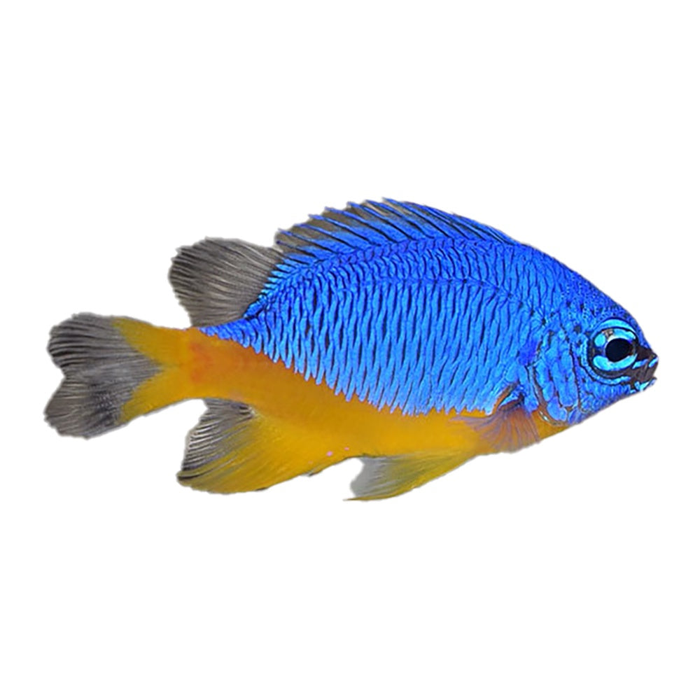 Azure Damselfish (Chrysiptera hemicyanea)