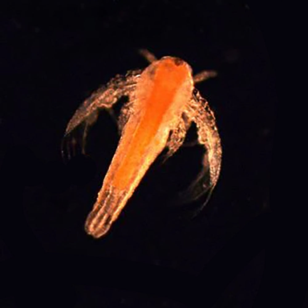 Live Baby Brine Shrimp