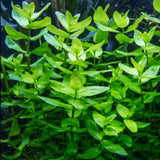 Bacopa Monnieri