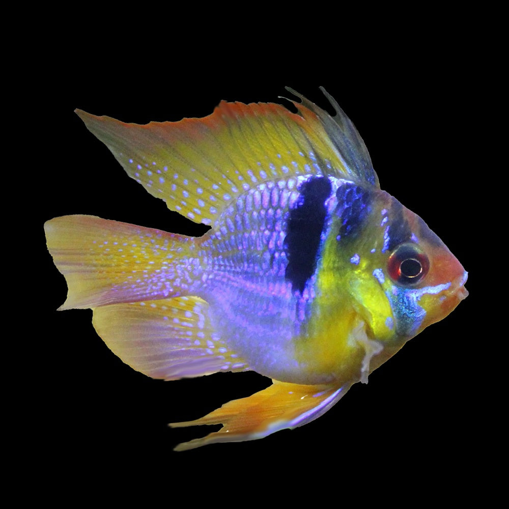 Ram Blue Balloon (Mikrogeophagus ramirezi)