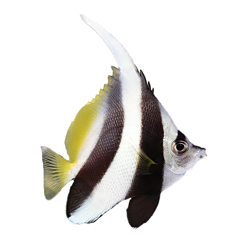 Bannerfish Longfin (Heniochus Diphreutes)