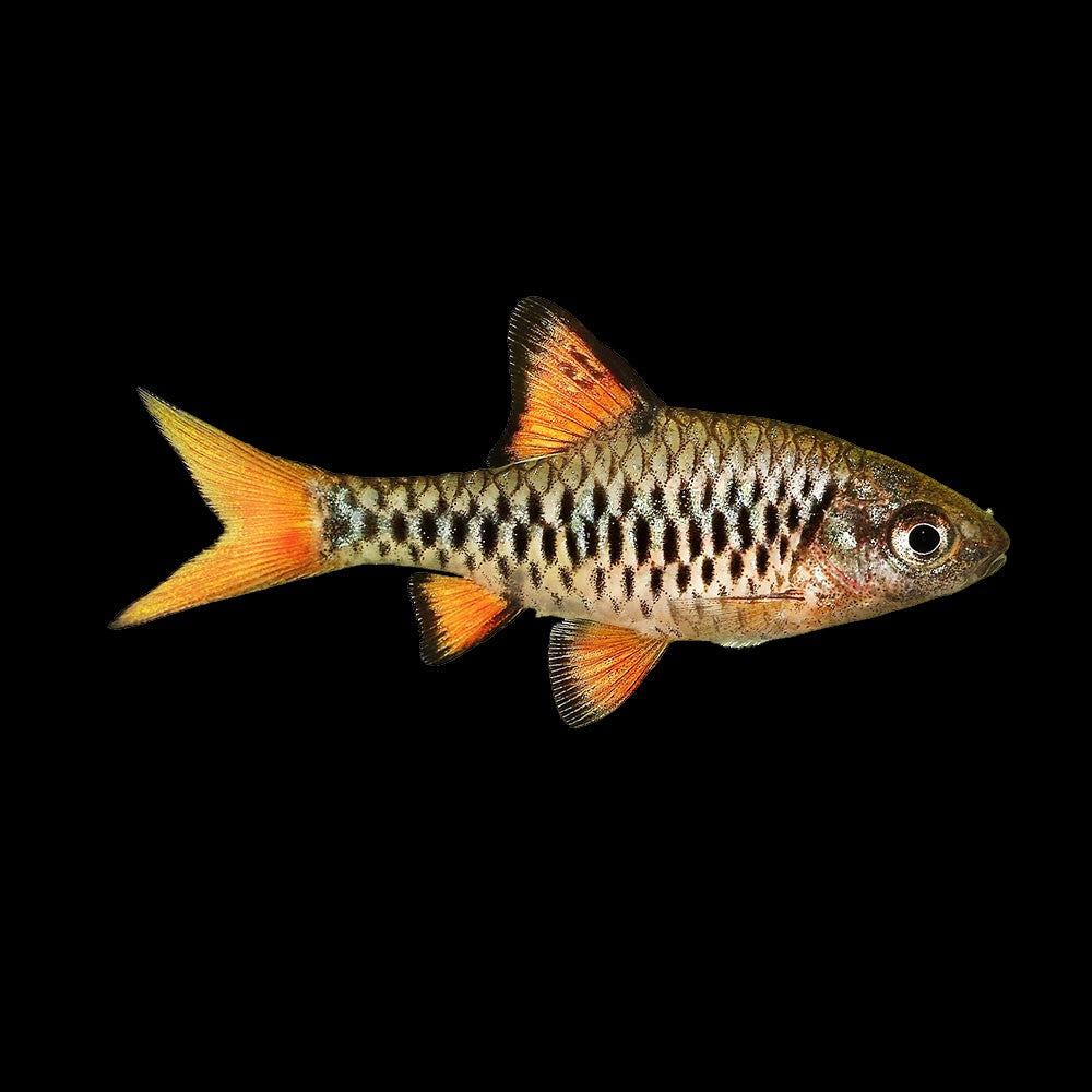 Barb Ticto (Pethia Ticto)