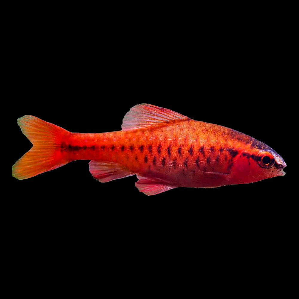 Barb Cherry (Rohanella Titteya)