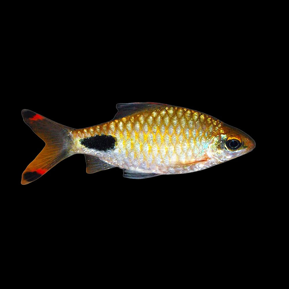 Barb Filamentous (Dawkinsia Filamentosa)