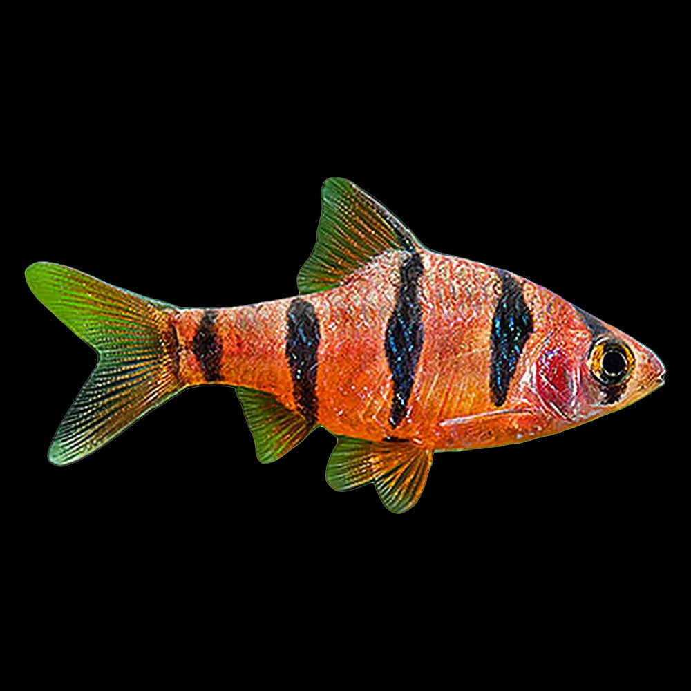 Barb Five Line  (Desmopuntius Pentazona)