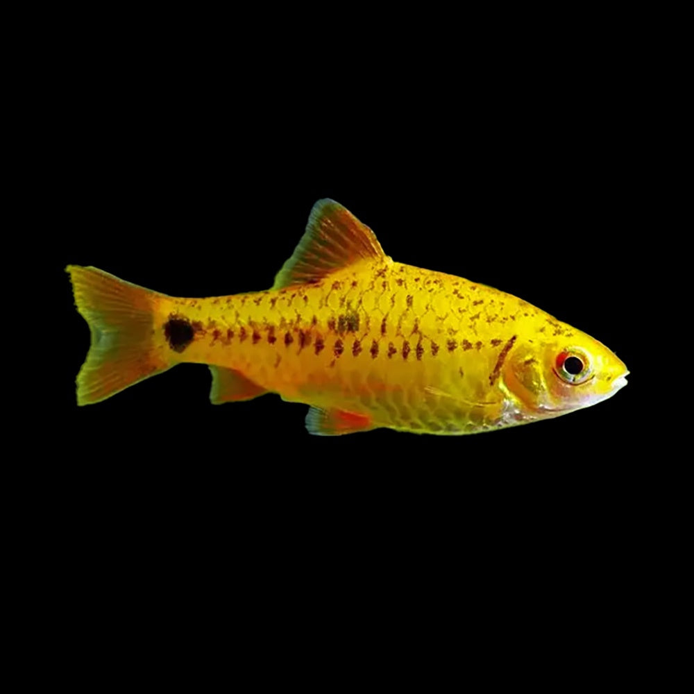 Barb Golden Chinese (Barbodes Semifasciolatus)