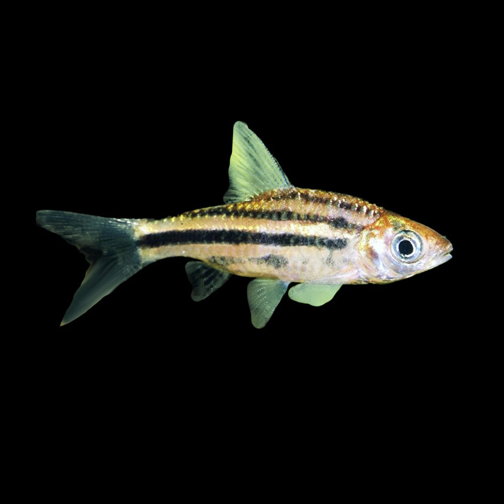 Barb Lined (Puntius Lineatus)