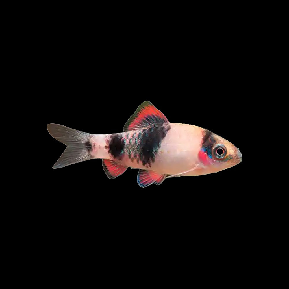 Barb Melon (Haludaria Fasciata)