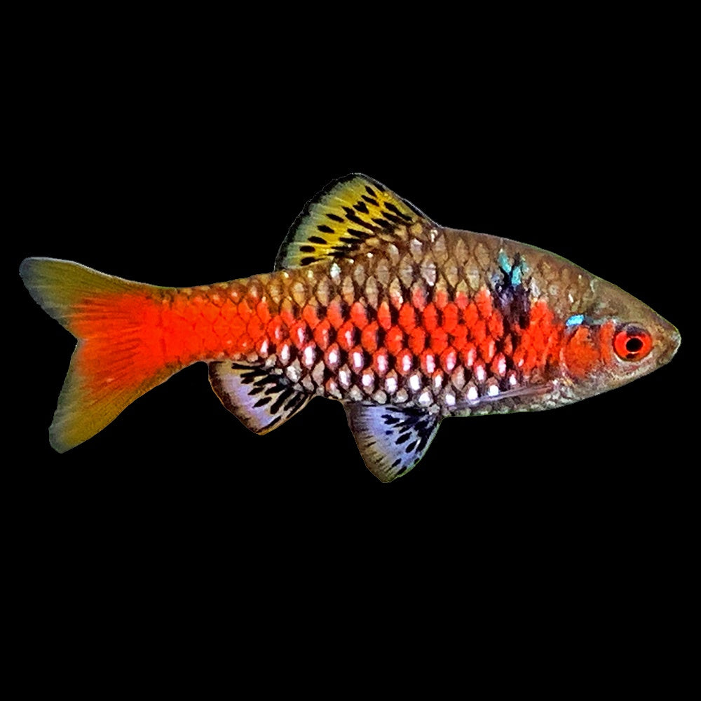 Barb Odessa (Pethia Padamya)