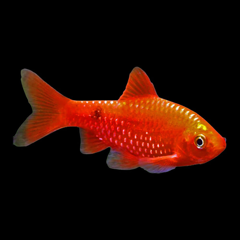 Barb Rosy Chilli (Pethia Conchonius)