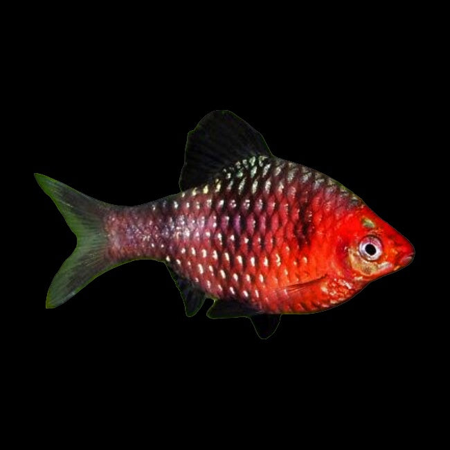 Barb Black Ruby (Pethia Nigrofasciata)