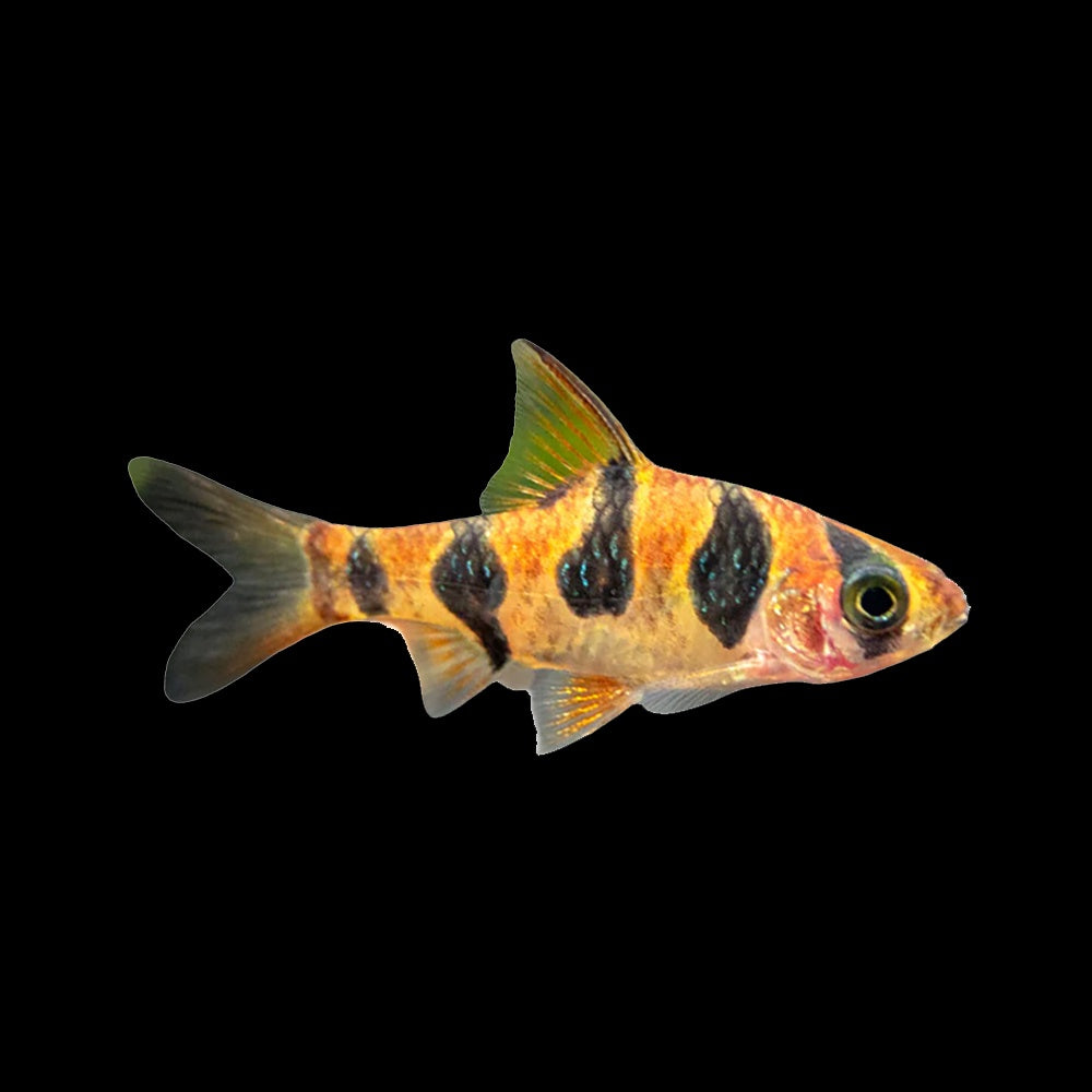 Barb Snakeskin (Desmopuntius Rhomboocellatus)