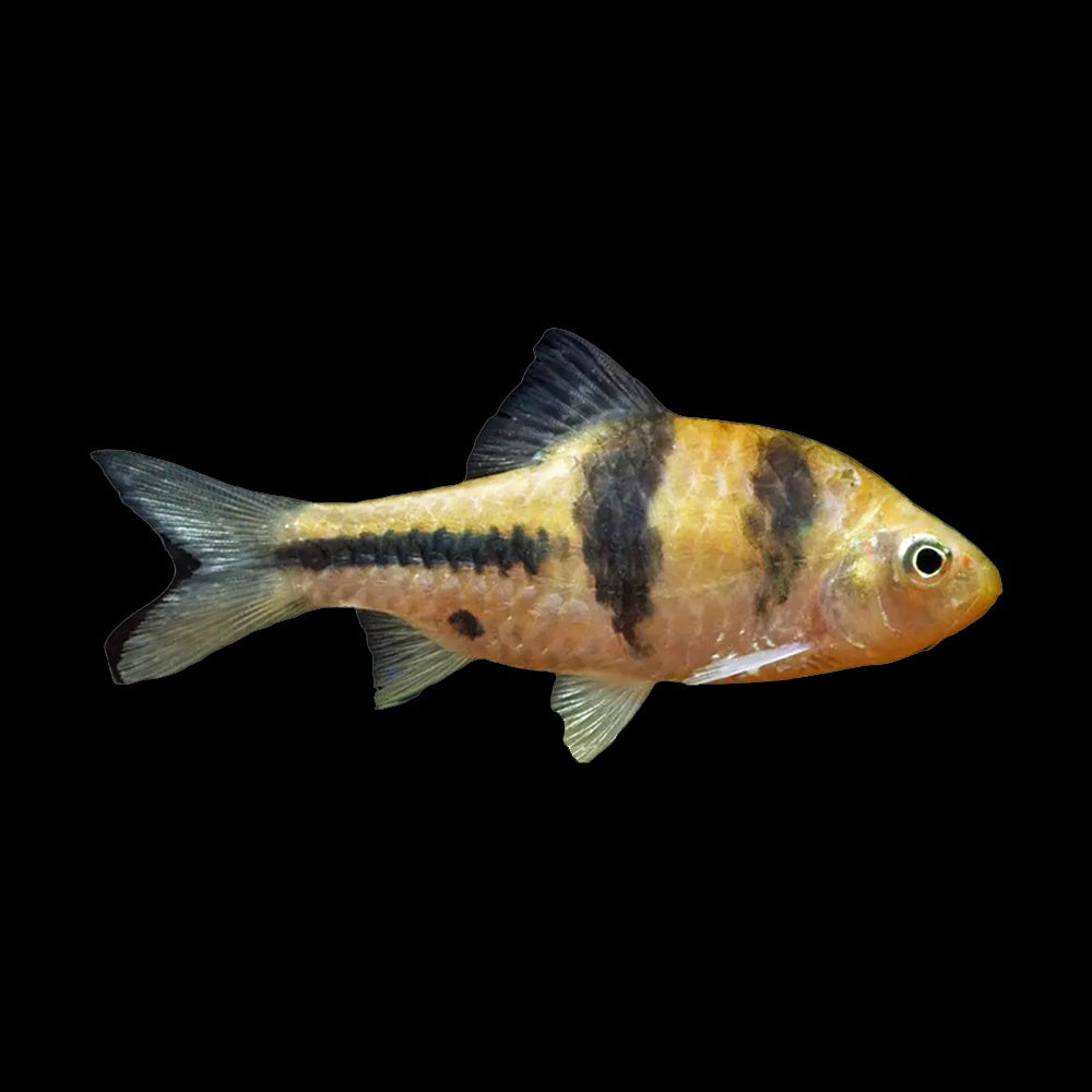 Barb Spanner (Striuntius Lateristriga)