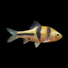 Barb Spanner (Striuntius Lateristriga)