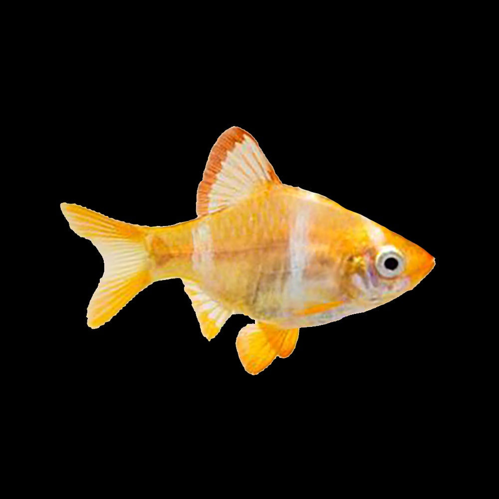 Barb Tiger Golden (Puntigrus Tetrazona)