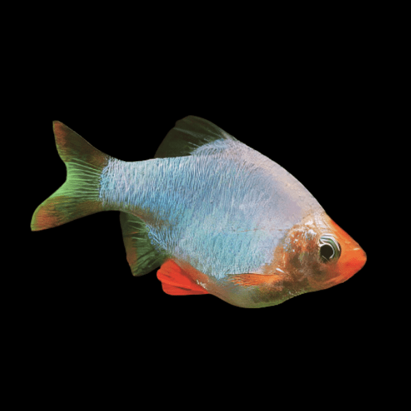 Barb Tiger Platinum (Puntius Tetrazona)