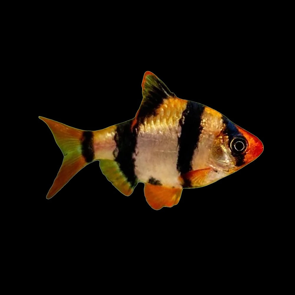 Barb Tiger 
