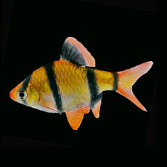 Orange and black striped Tiger Barb