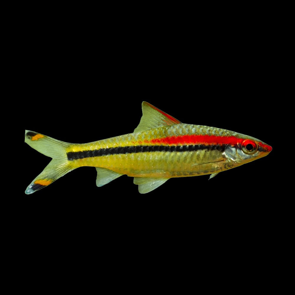 Barb Torpedo Line (Sahyadria Denisonii)