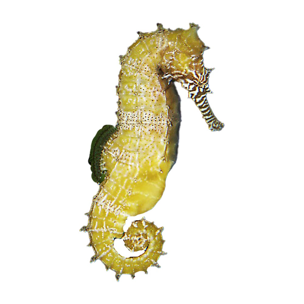 Seahorse Barbour's (Hippocampus Barbouri)