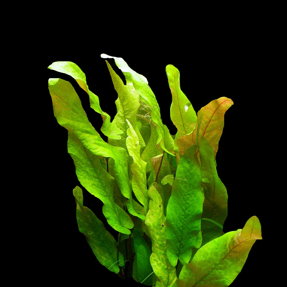 Barclaya Longifolia Green