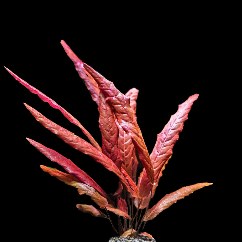 Barclaya Longifolia Red