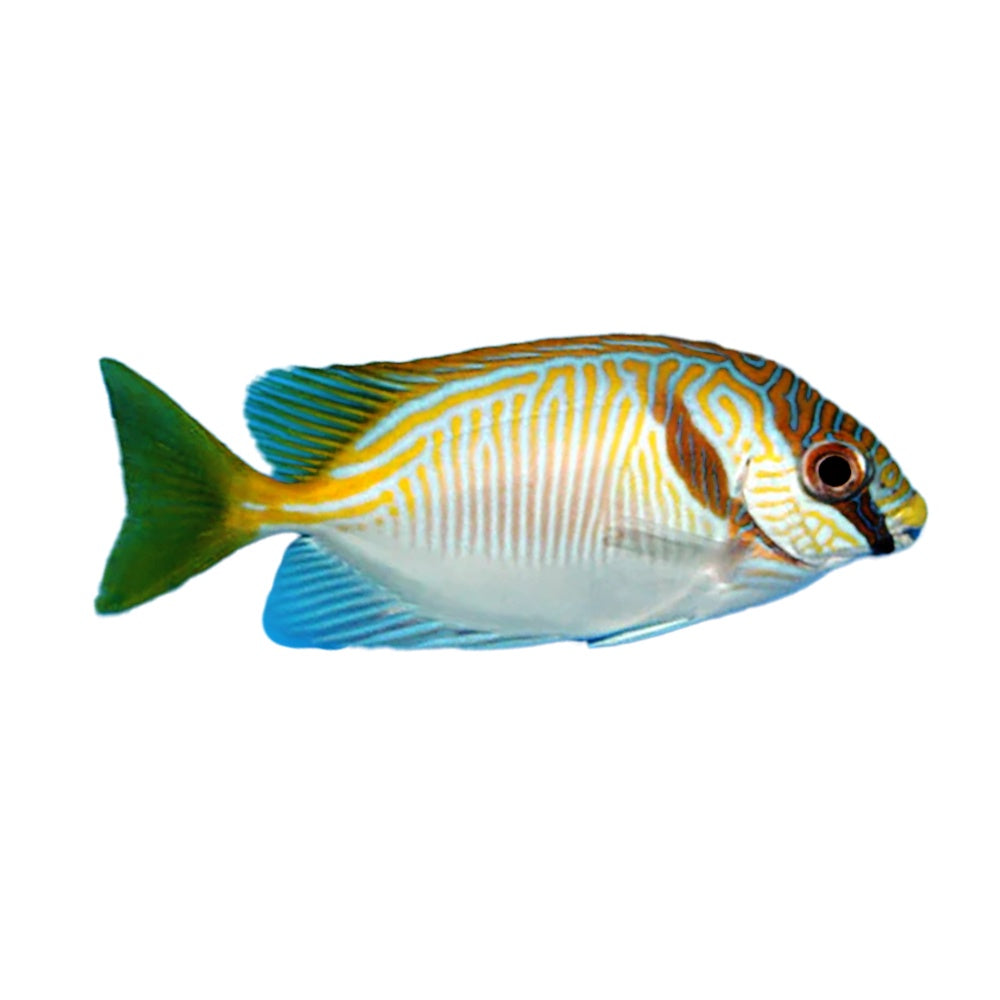 Rabbitfish Barred (Siganus Doliatus)