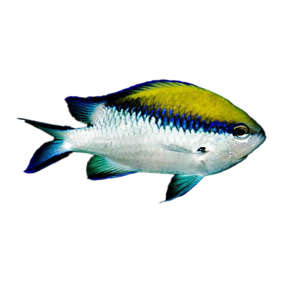 Barrier Reef Chromis (Chromis Nitida)