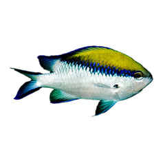 Barrier Reef Chromis (Chromis Nitida)