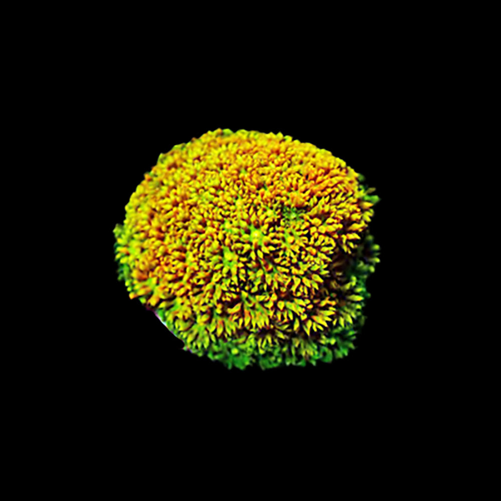 Bernardopora Orange Fever