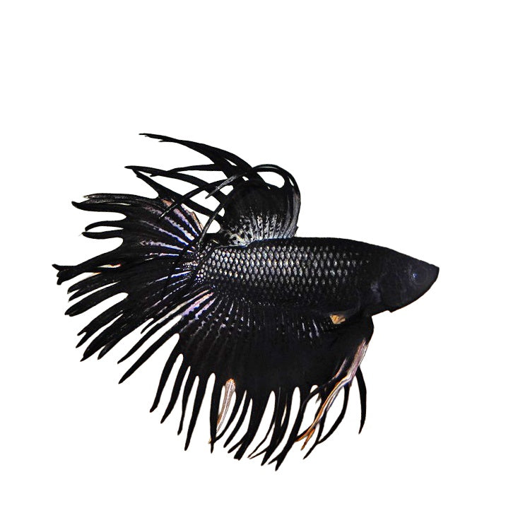 Betta Crowntail Black Orchid
